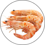 Shrimp